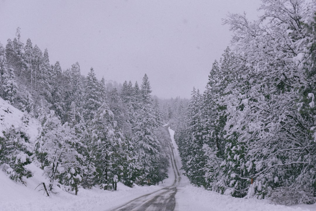 empty road between forest during winter