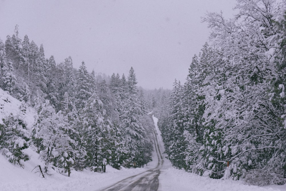 Carretera vacía entre bosques durante el invierno