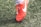 A close-up view of a red soccer cleat with white laces and a white logo on green artificial turf. The shoe is worn by a person whose sock is visible above the shoe.