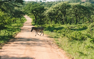 A zebra is walking across a dirt road surrounded by lush greenery and dense trees in the background. The scene appears to be in a natural, possibly savannah, setting with bright sunlight casting shadows on the road.
