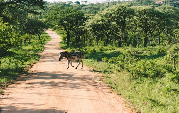 A zebra is walking across a dirt road surrounded by lush greenery and dense trees in the background. The scene appears to be in a natural, possibly savannah, setting with bright sunlight casting shadows on the road.