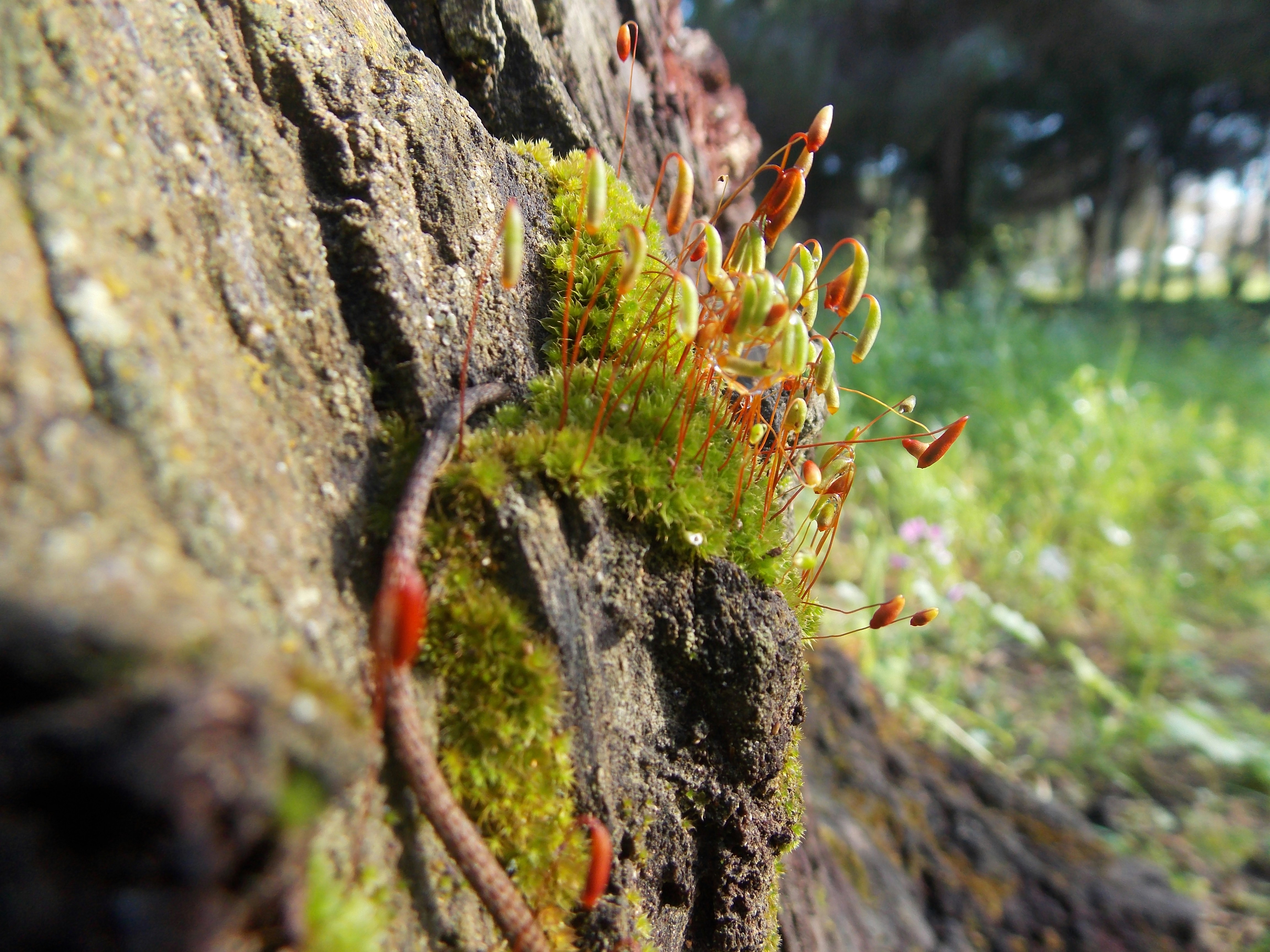 Free Unsplash photo from maher hizem