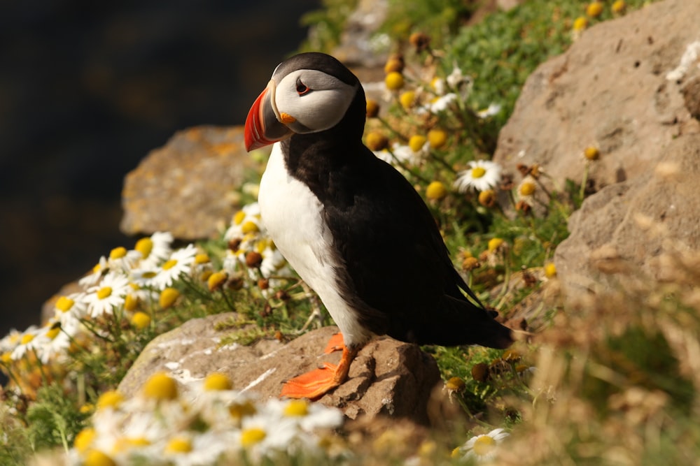 selective focus photography of puffin bird