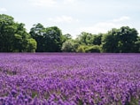 lavender flower field near green trees