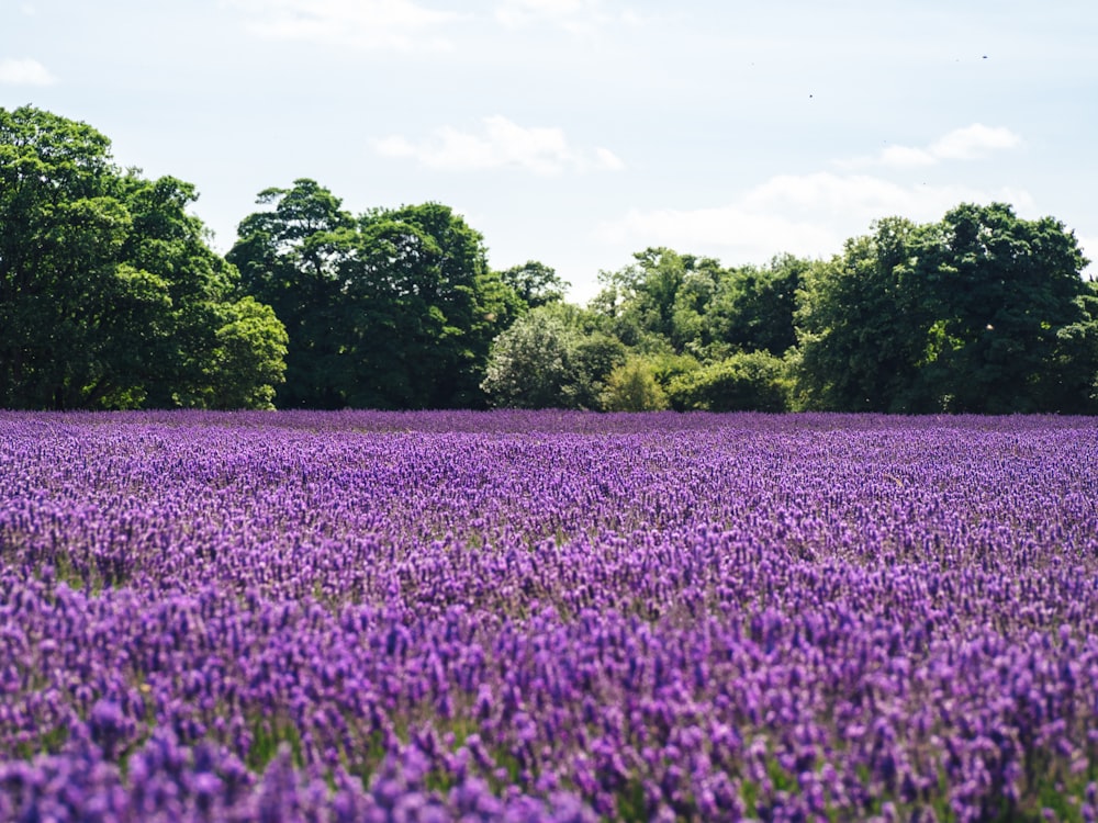 lavender flower field near green trees