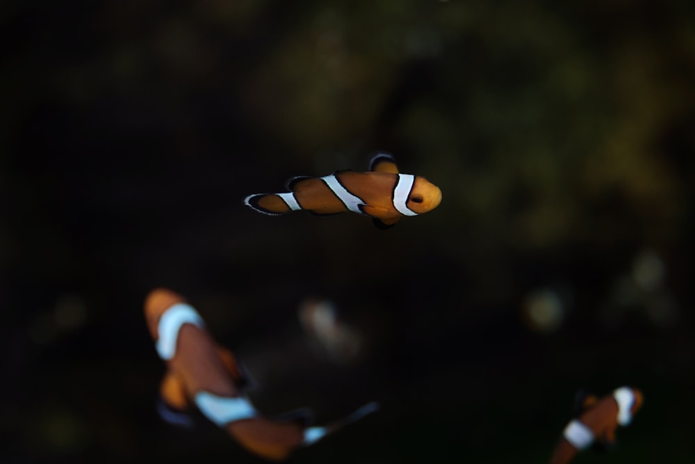 bokeh photography of fish