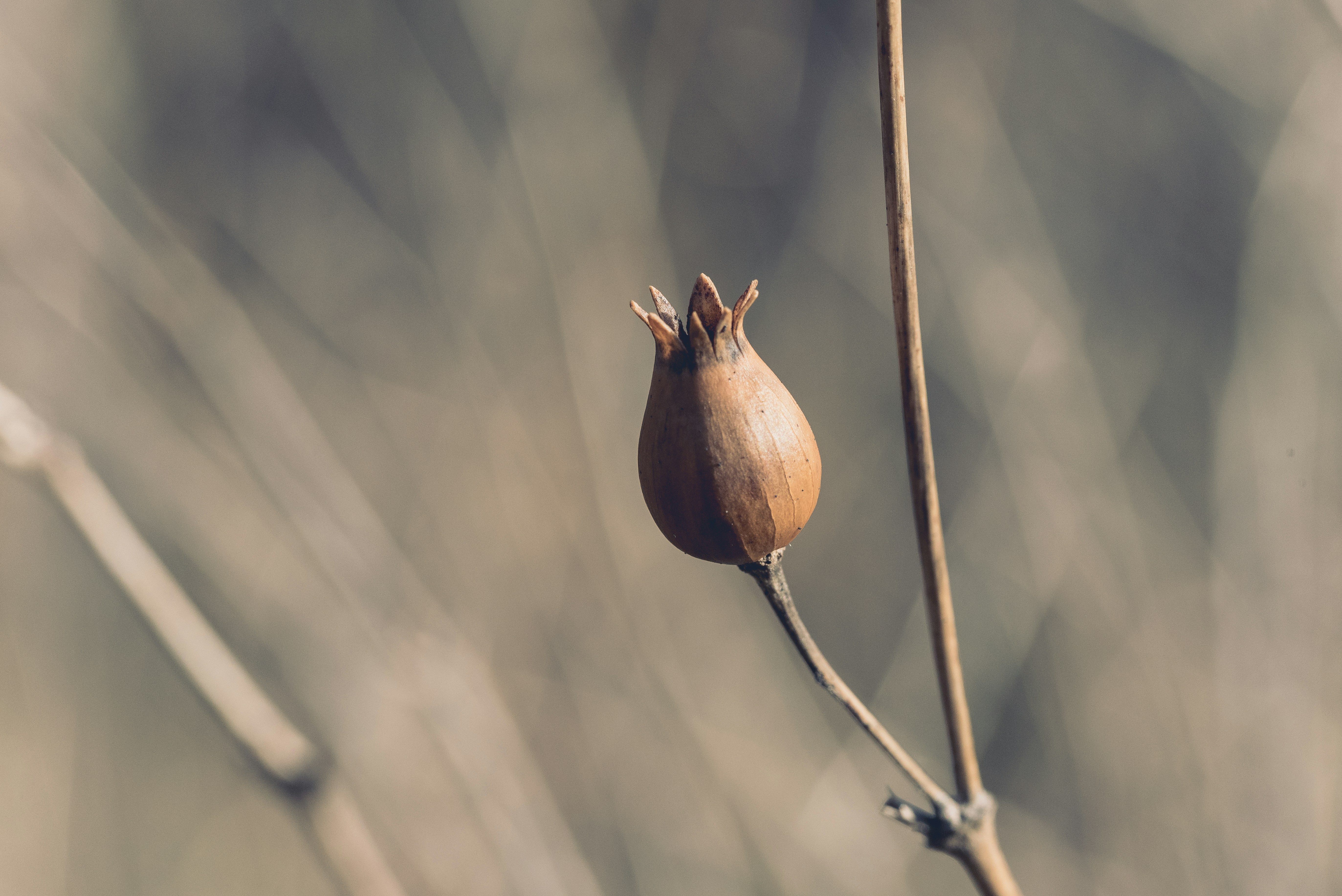 Free Unsplash photo from Guillaume de Germain