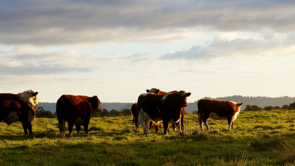 brown and white cows eating grasses