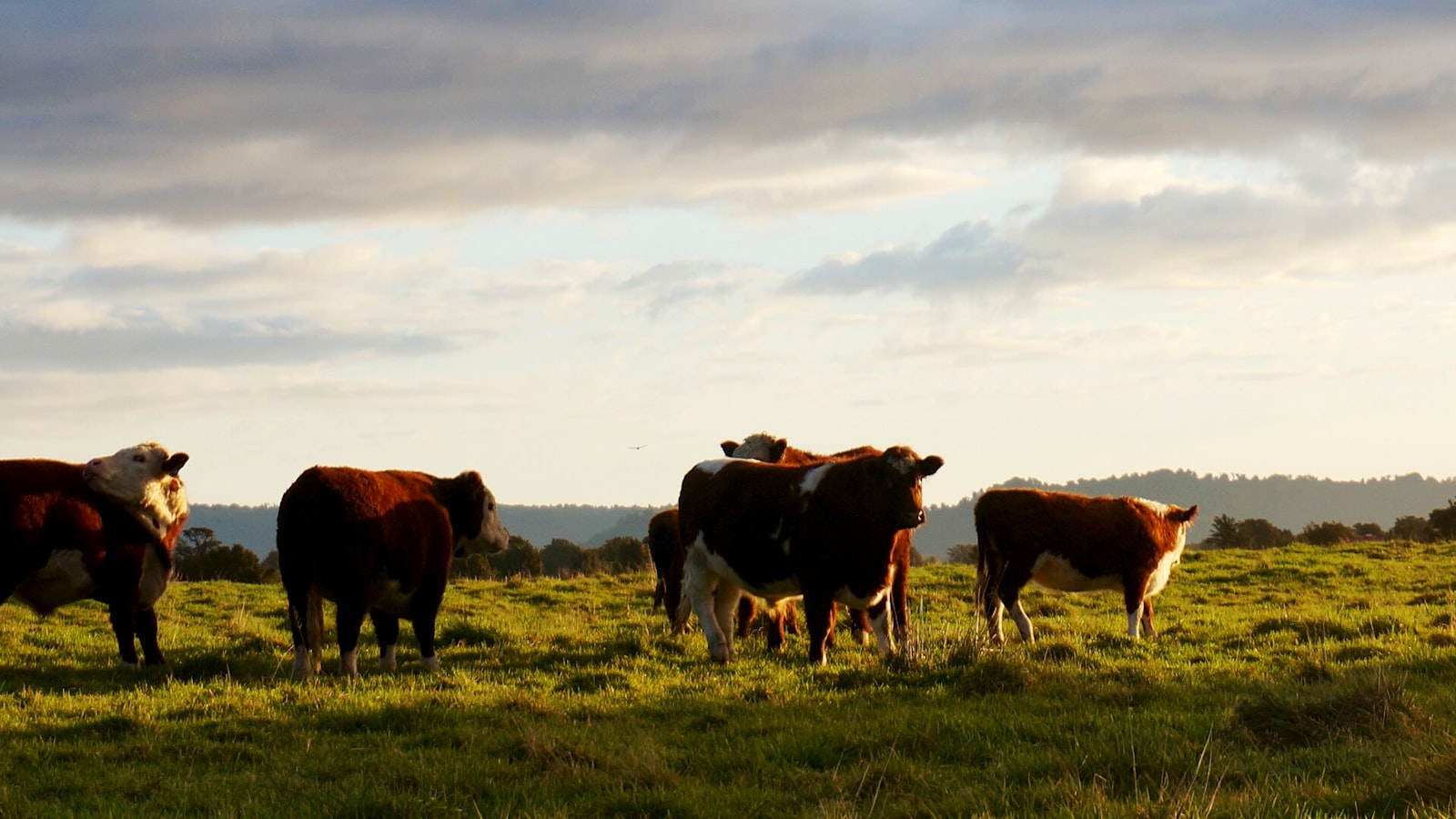 Sony Alpha NEX-5T + Sony E 16-50mm F3.5-5.6 PZ OSS sample photo. Brown and white cows photography