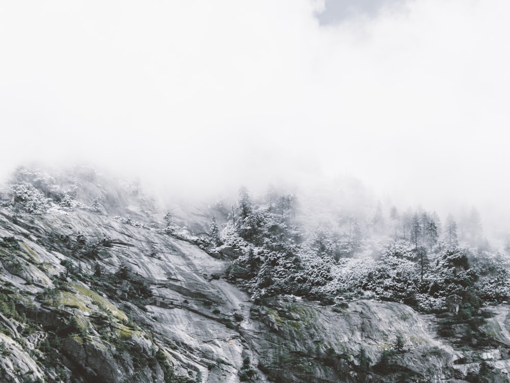 snow covered pine trees