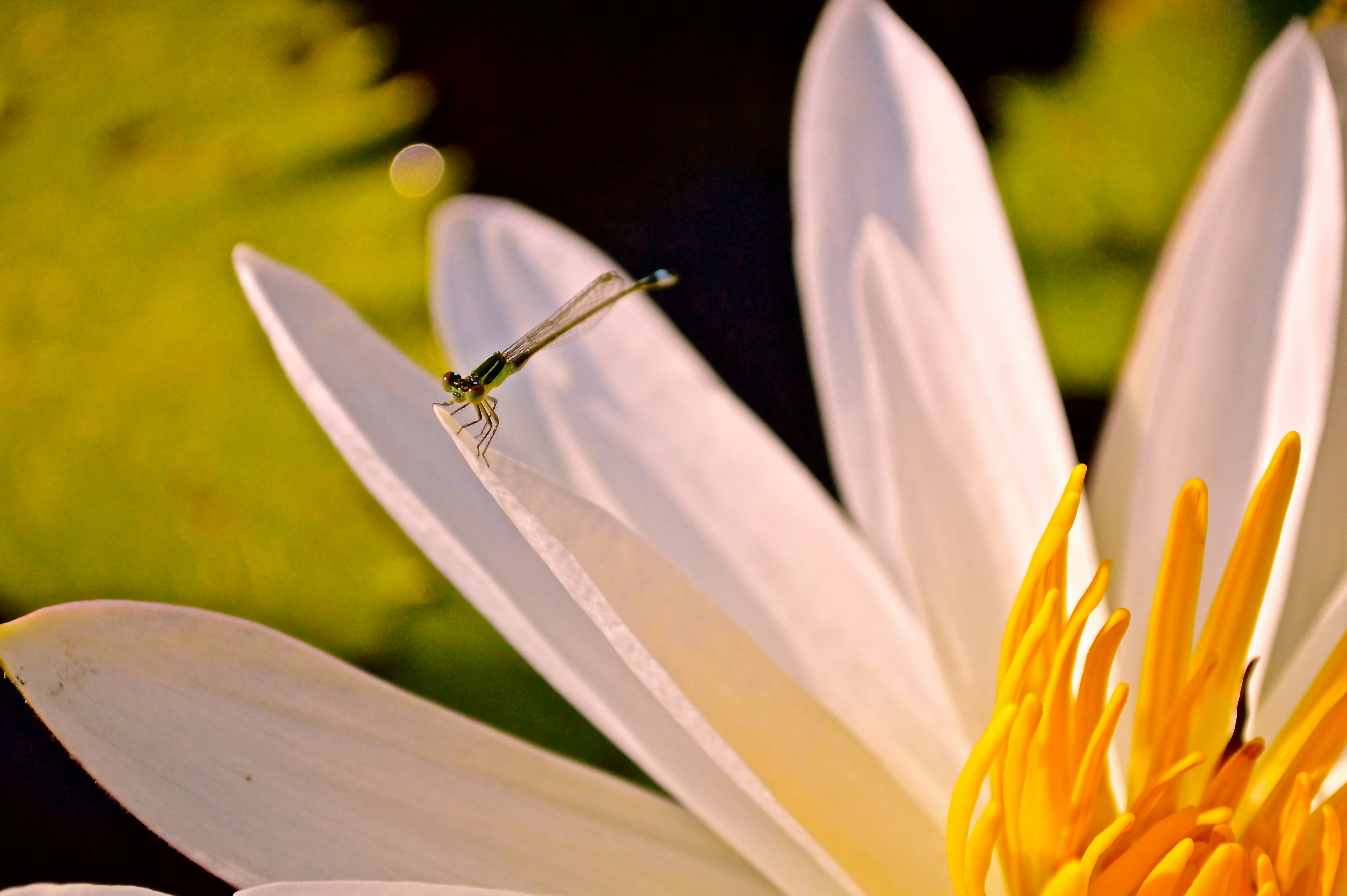 Free Unsplash photo from Dion Satrio Nugroho