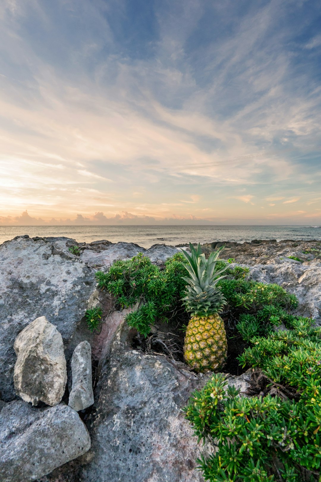 pineapple on rock boulder