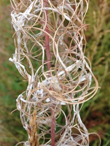 A close-up view of wispy, intertwined plant fibers with a reddish stem in the background. The fibers create a tangle of pale, curly threads with hints of green foliage in the blurred background.