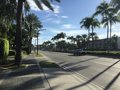 Sunlit palm trees lining the road as a transfer car passes by in the afternoon