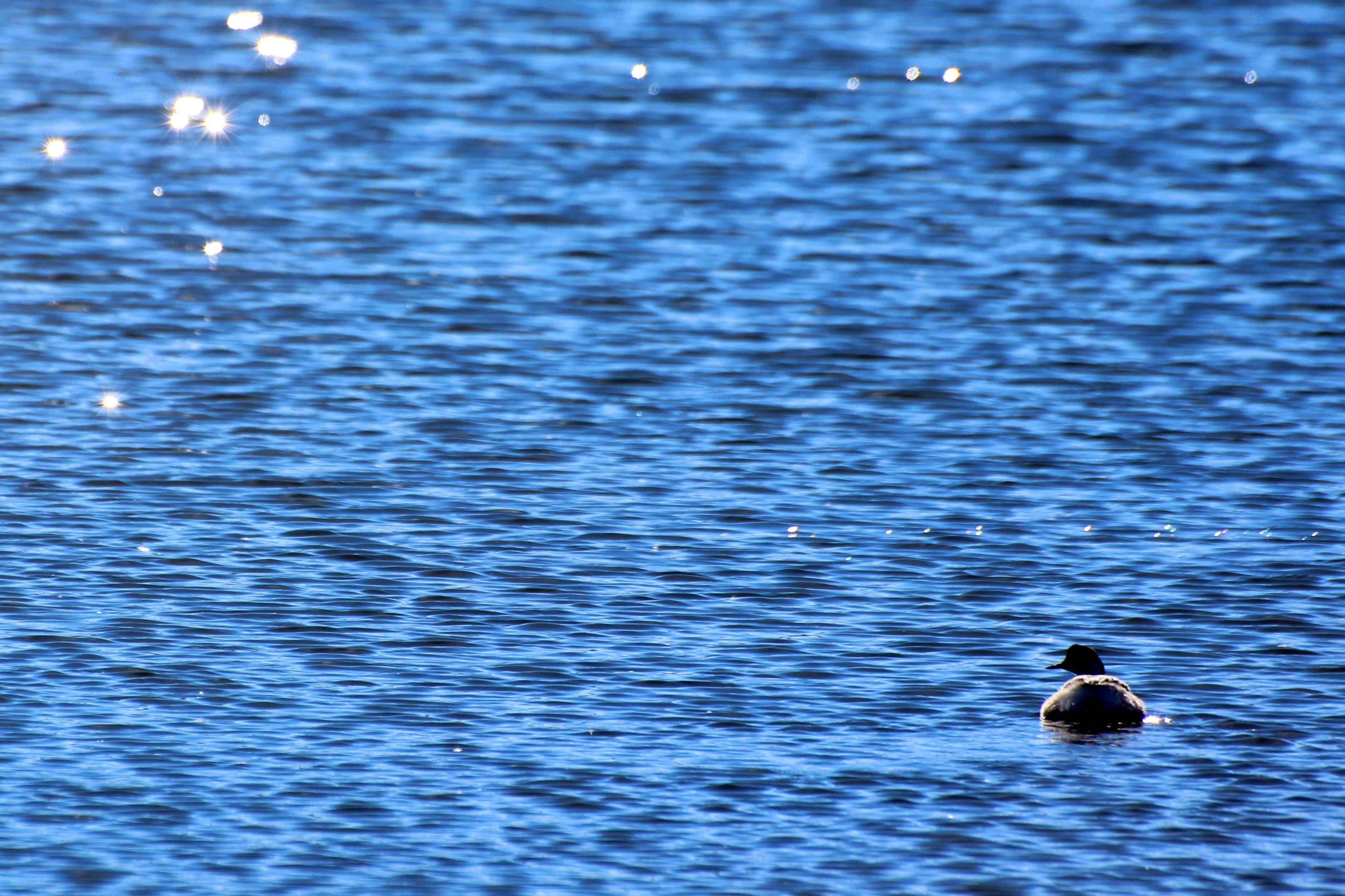 Free Unsplash photo from Brad Helmink