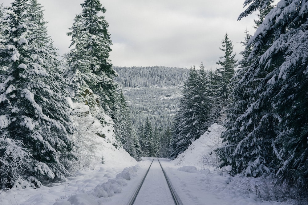 Schneebedeckte Kiefern tagsüber