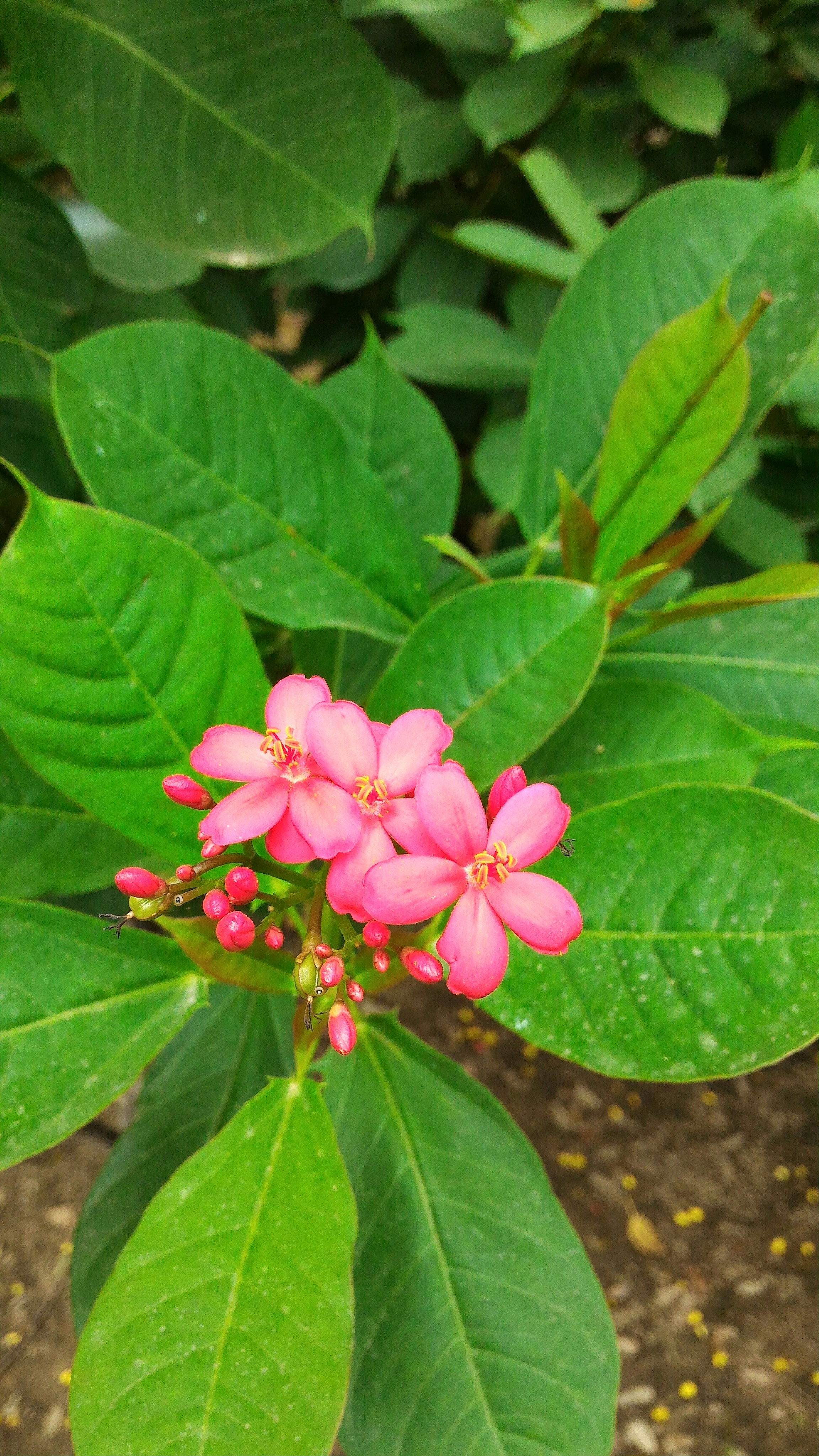 Free Unsplash photo from Iqbal Hussain