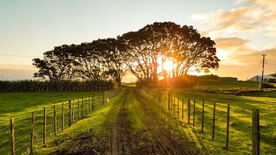 road in between brown wooden fences