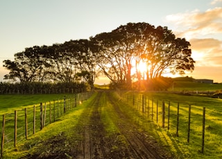 road in between brown wooden fences