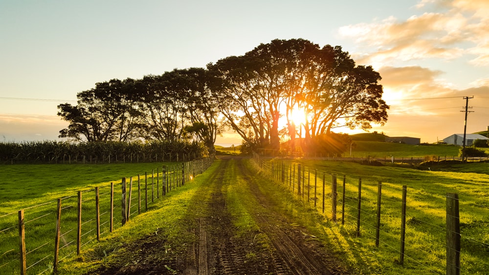 road in between brown wooden fences