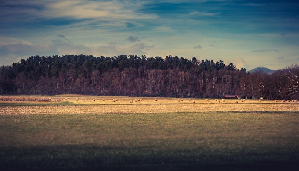 green grass and trees