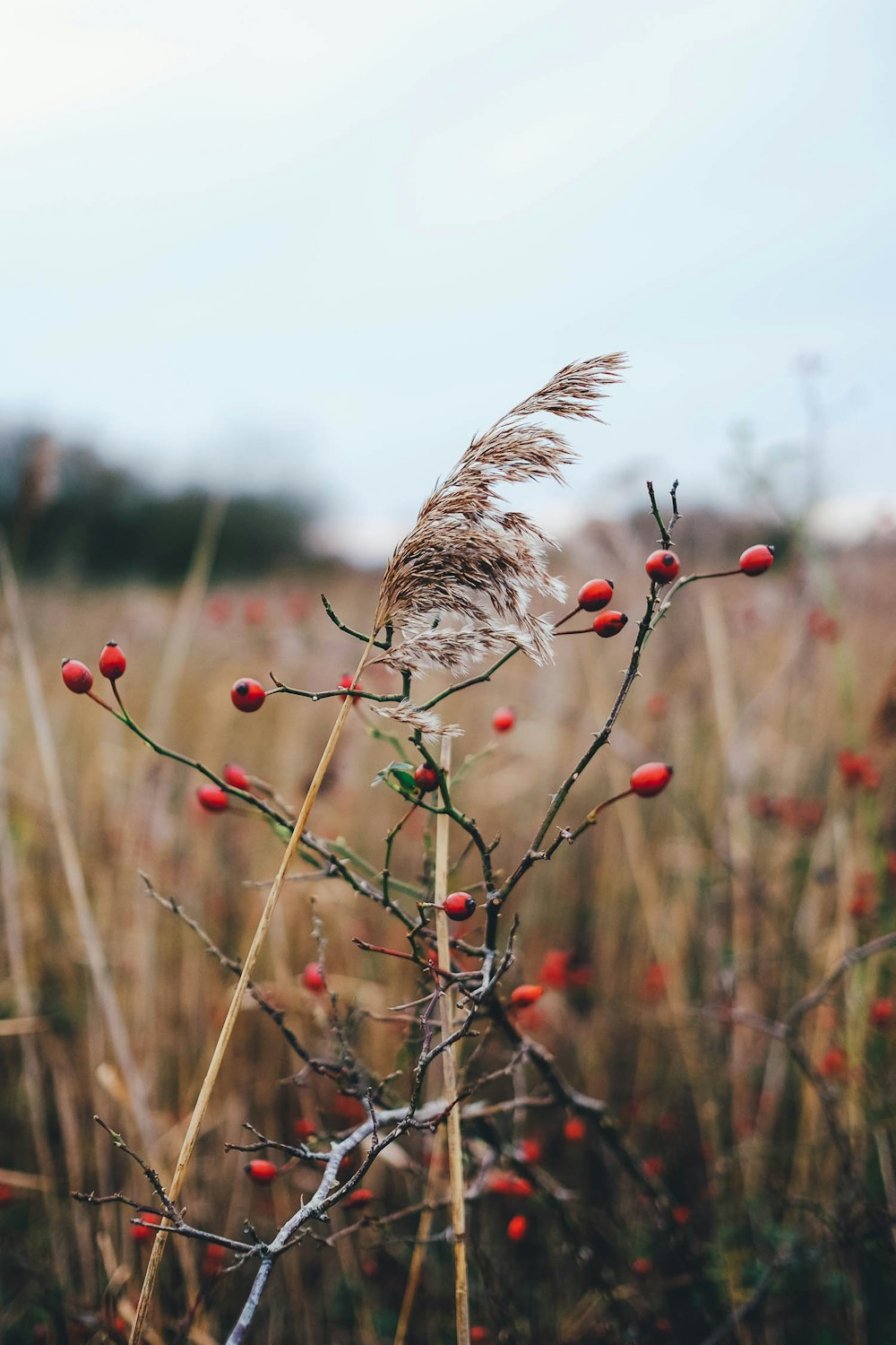 selective focus photography of red petaled flowers