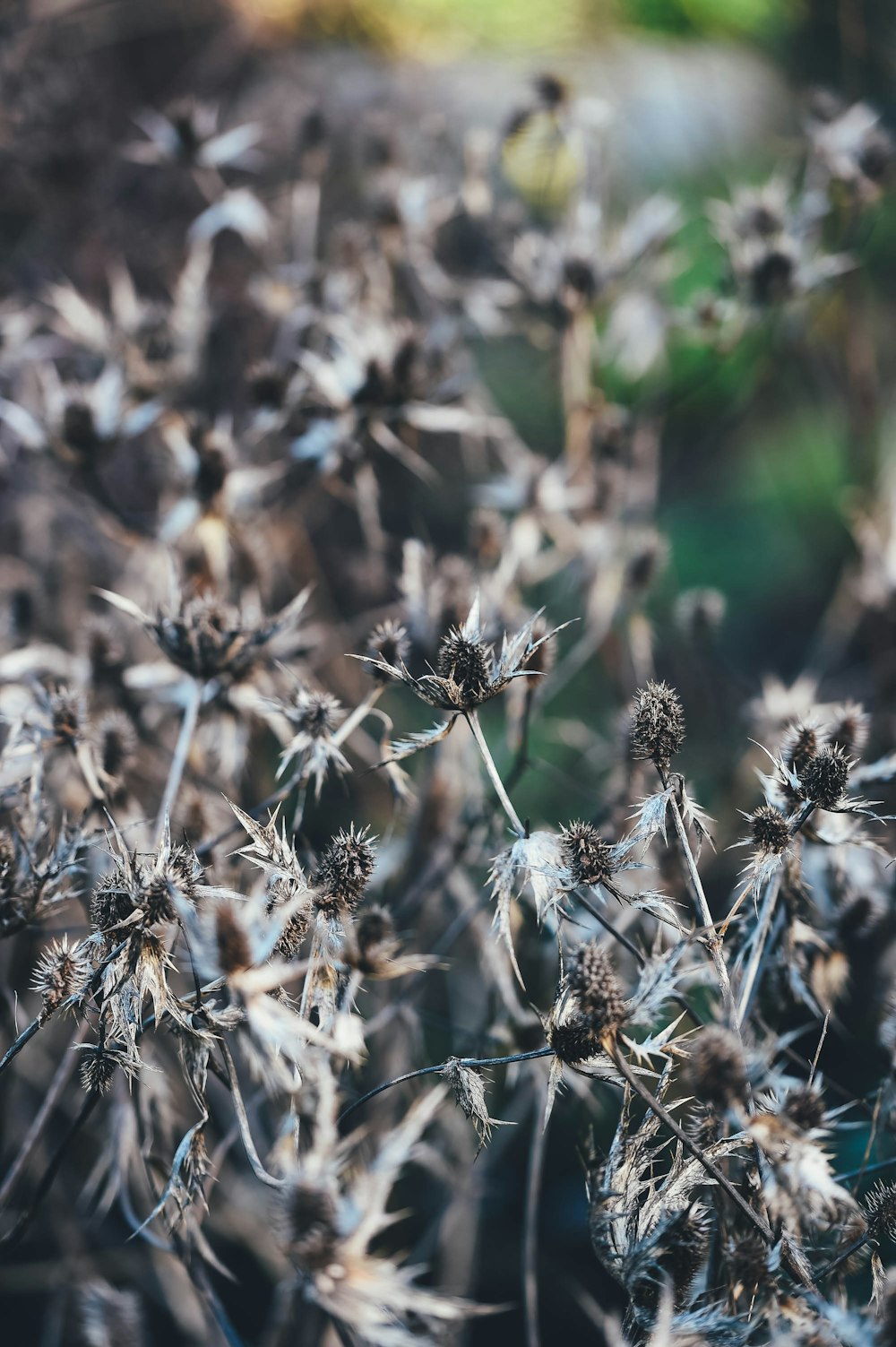 flores marrons e brancas na lente tilt shift