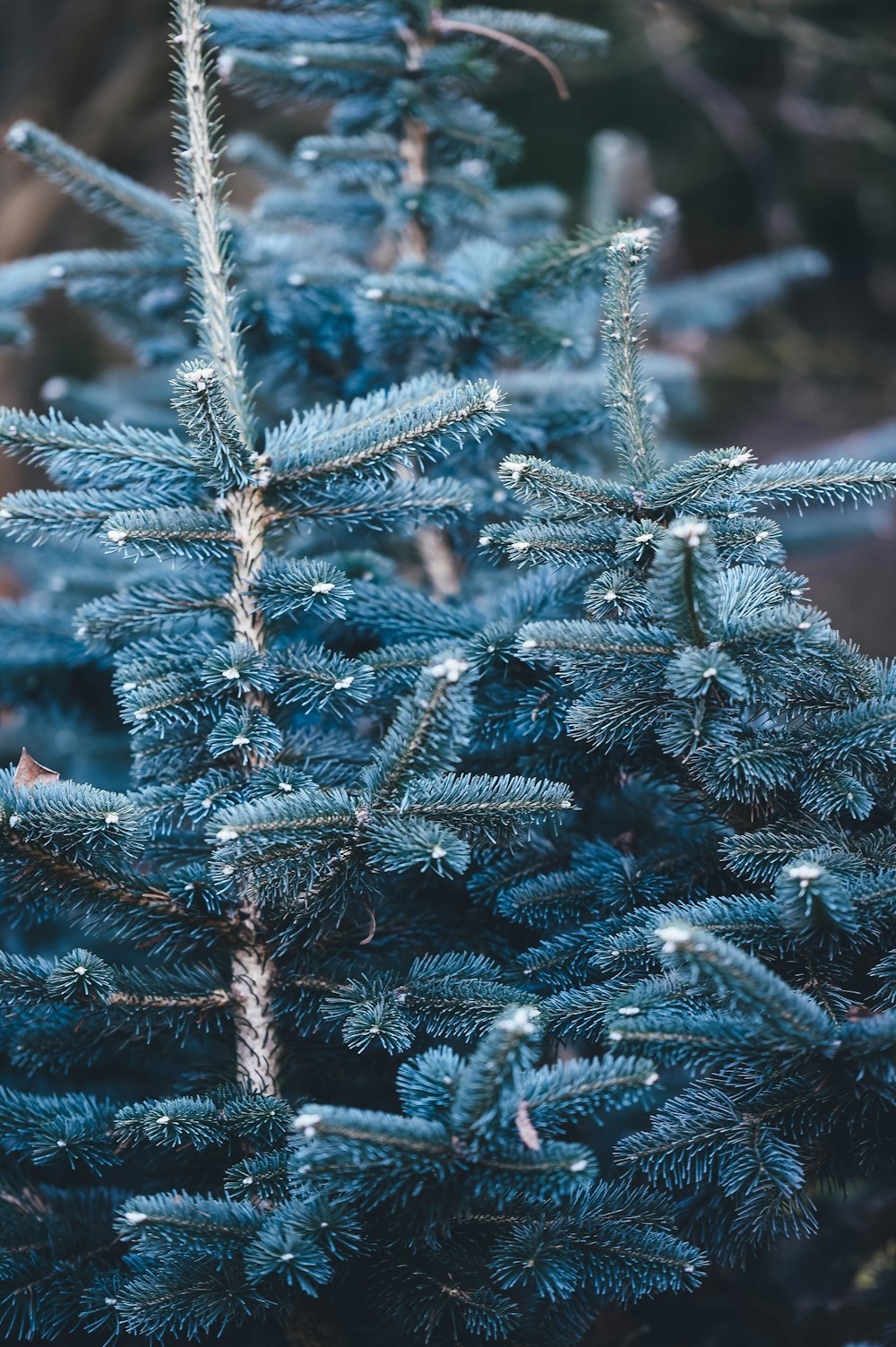 shallow focus photography of blue pine tree