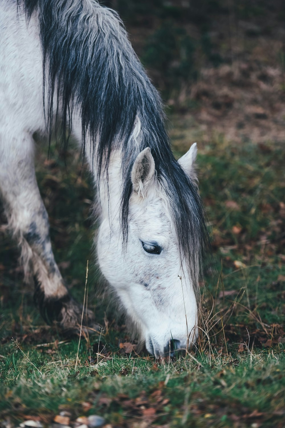 white horse grazing on grass in selective focus photography