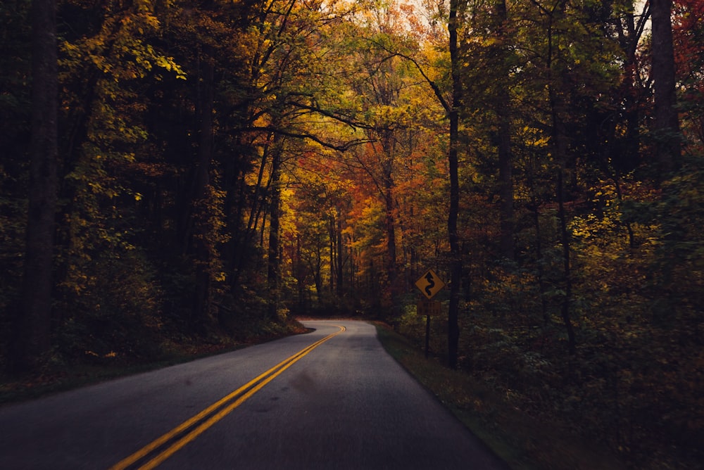 strada vuota tra gli alberi