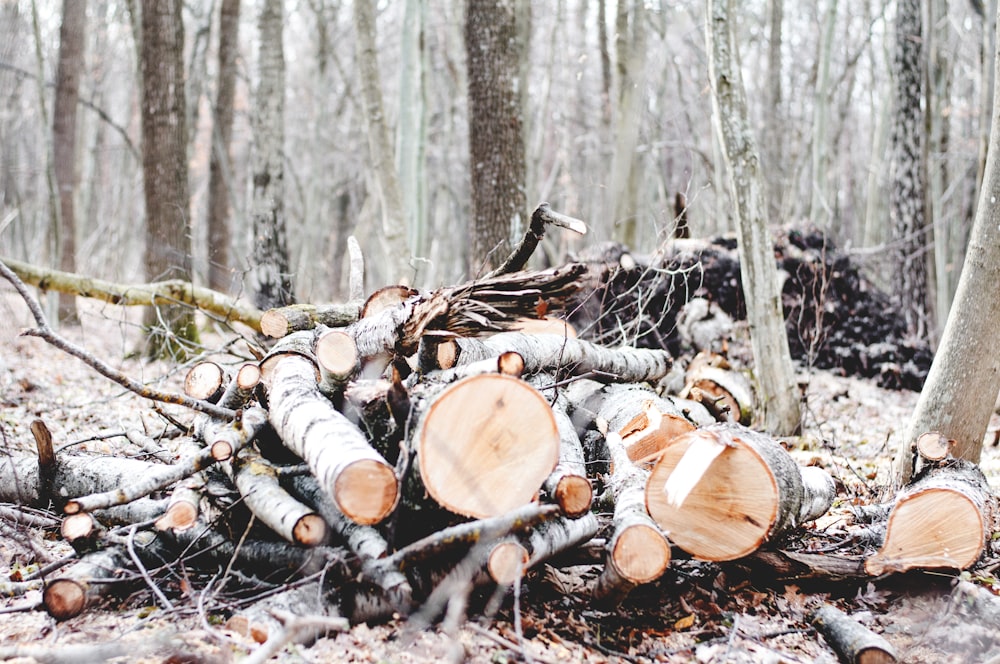 伐採された木材の丸太ロットの写真