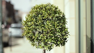 A small, well-pruned tree with dense green foliage stands in an urban environment. The background consists of a blurred city street with faint outlines of buildings and vehicles, giving the scene a lively yet tranquil setting.