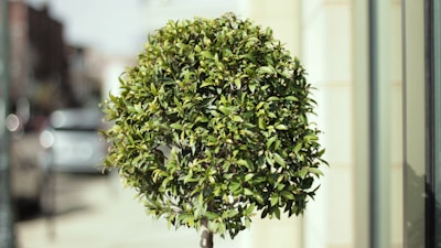 A small, well-pruned tree with dense green foliage stands in an urban environment. The background consists of a blurred city street with faint outlines of buildings and vehicles, giving the scene a lively yet tranquil setting.