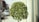 A small, well-pruned tree with dense green foliage stands in an urban environment. The background consists of a blurred city street with faint outlines of buildings and vehicles, giving the scene a lively yet tranquil setting.