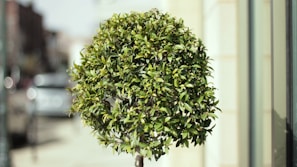 A small, well-pruned tree with dense green foliage stands in an urban environment. The background consists of a blurred city street with faint outlines of buildings and vehicles, giving the scene a lively yet tranquil setting.