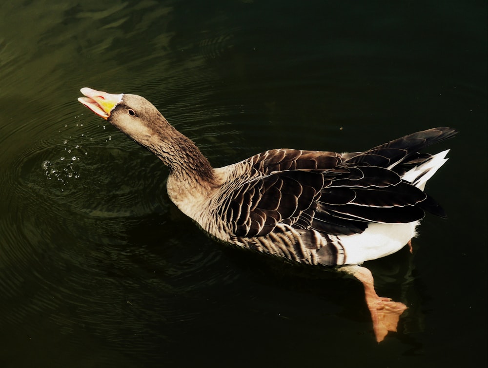 pato preto nadando no corpo da água