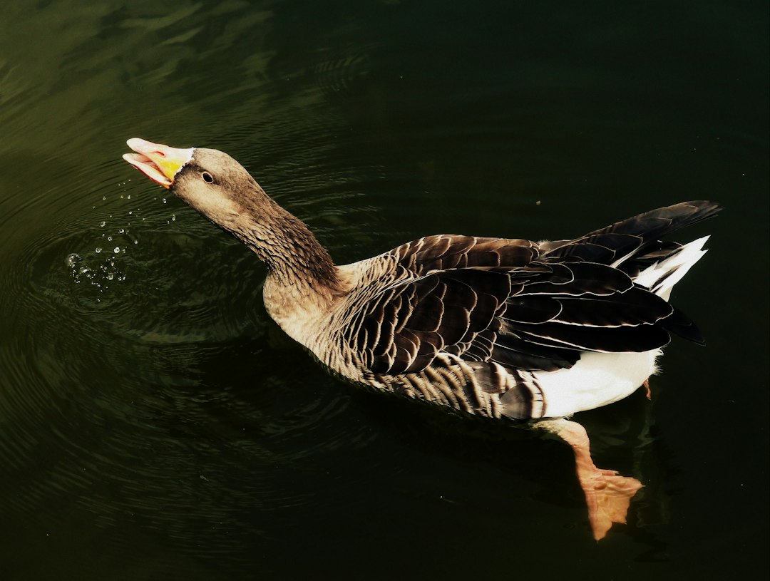 black duck swimming on body of water,