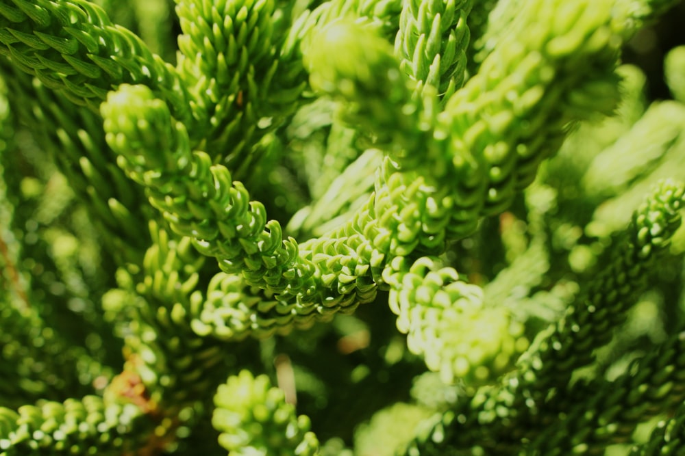 closeup photo of fir