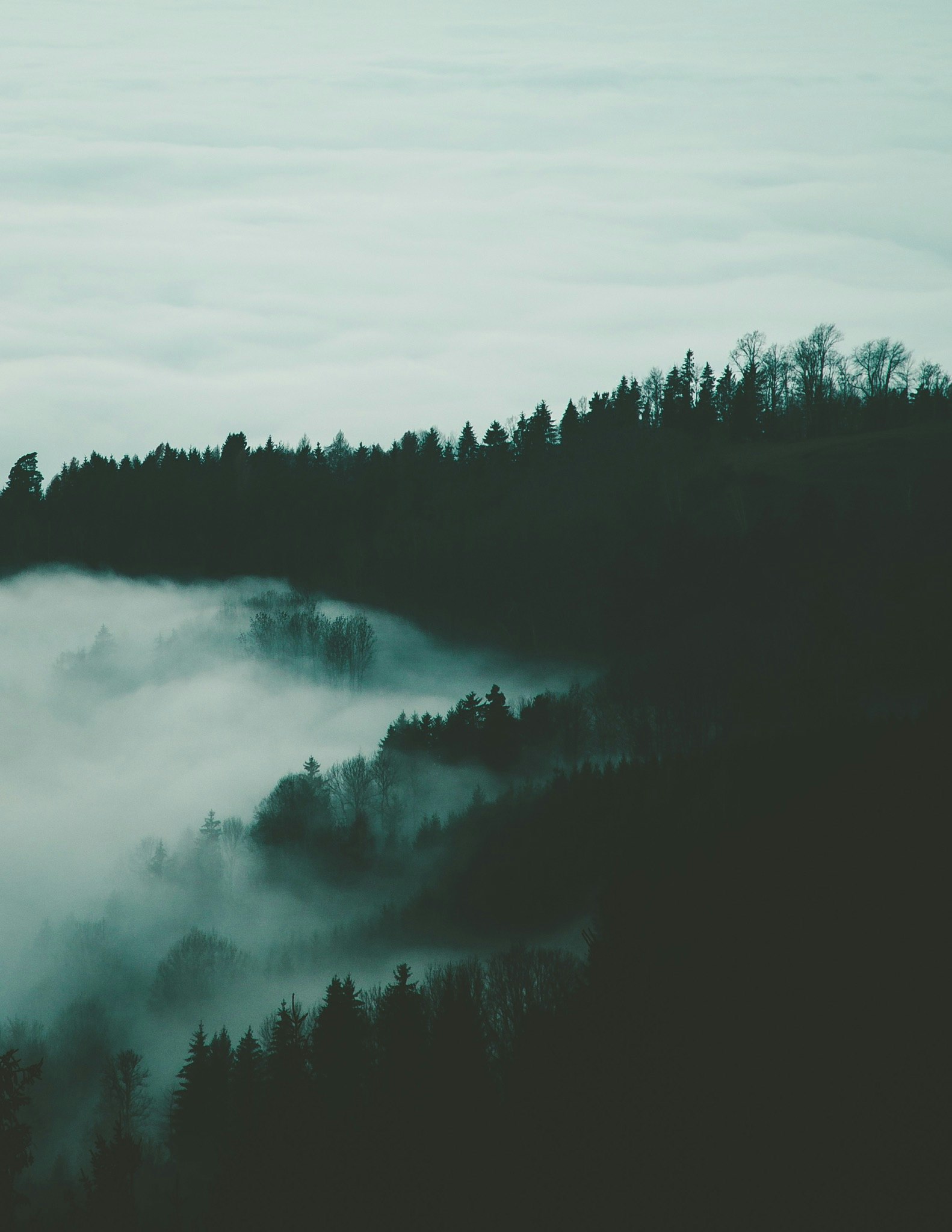 Forest in clouds and fog