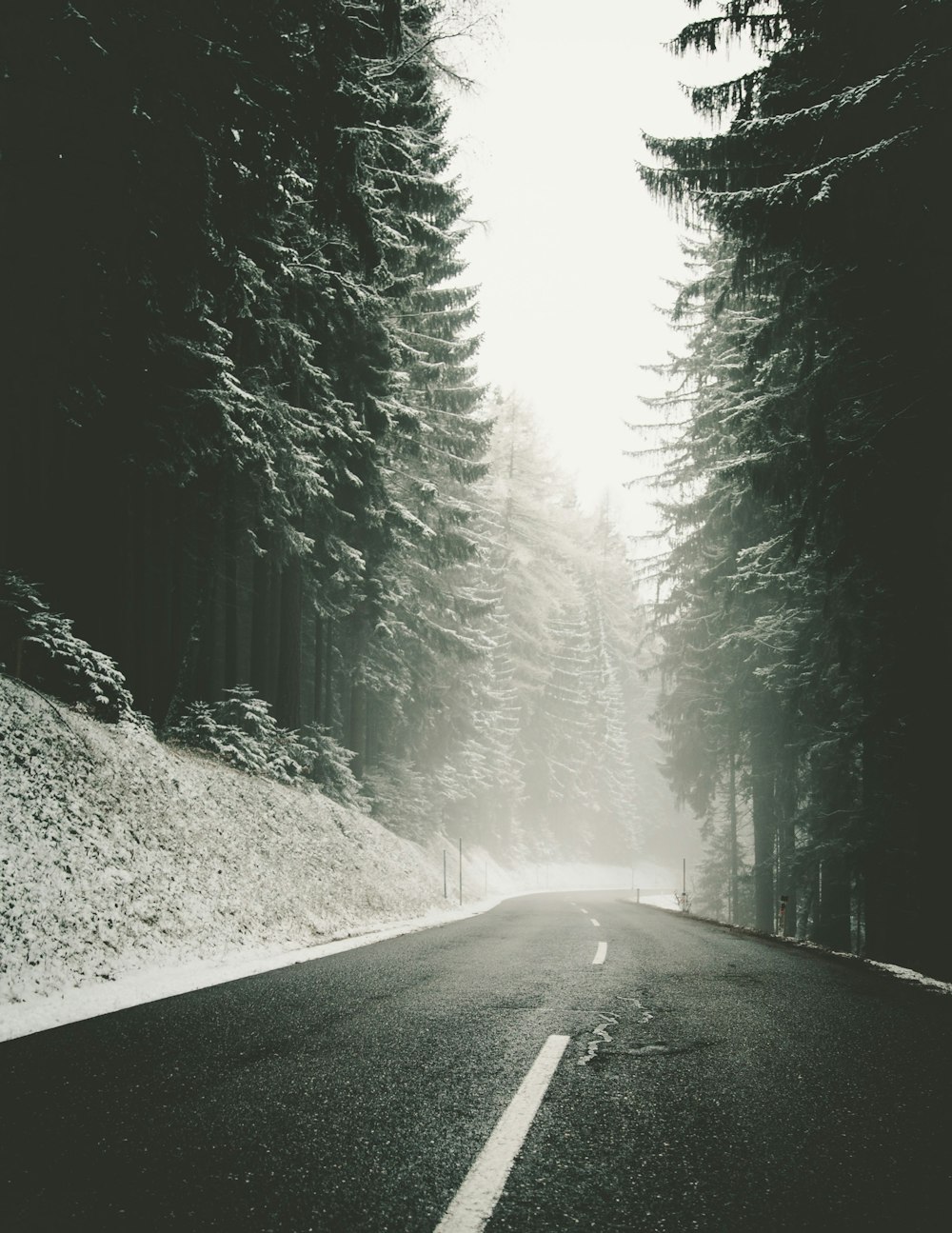 foggy road near trees