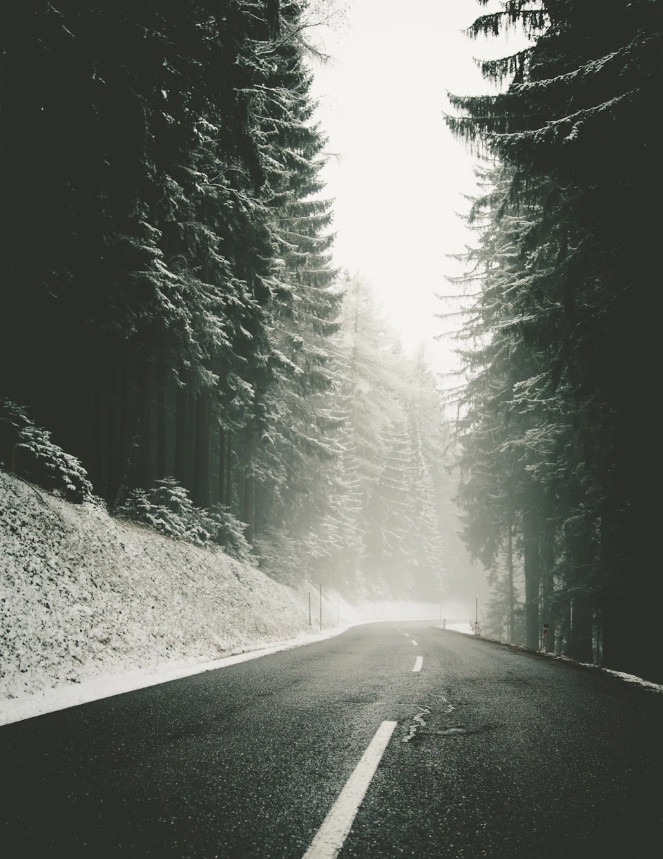 Serene winter scene on an asphalt road surrounded by tall trees with snow-laden branches