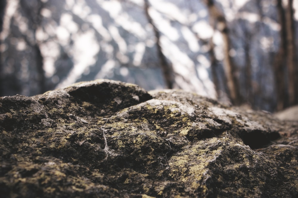 shallow focus photography of brown stone