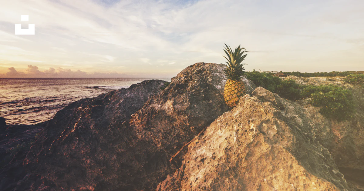 Piña en roca foto – Imagen de Grand Sirenis Riviera Maya Resort ...