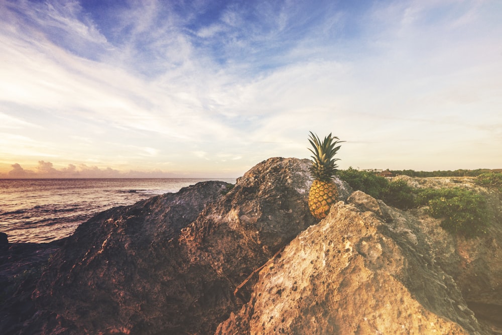 pineapple on rock