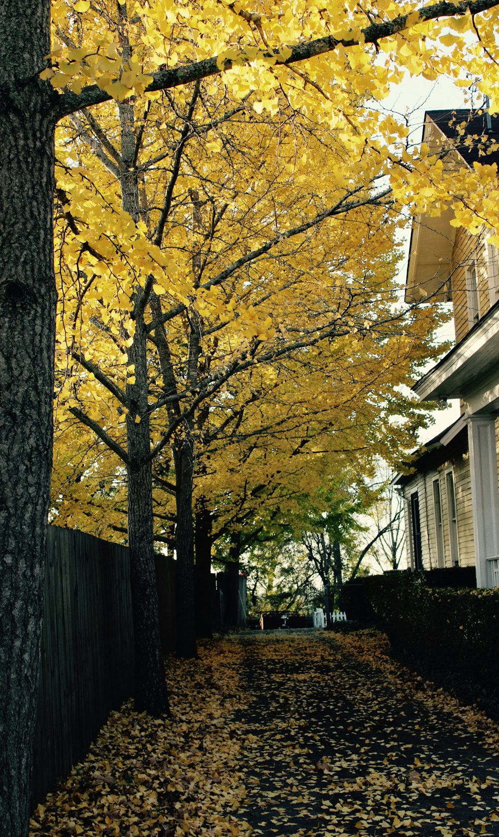 Feuilles jaunes dans un grand arbre.