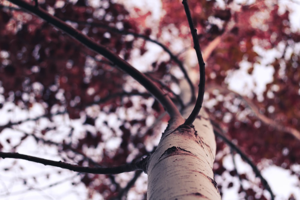 low-angle photography of brown leafed tree at daytime