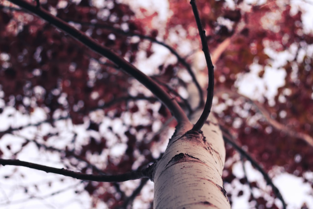 Fotografía de ángulo bajo de un árbol de hojas marrones durante el día