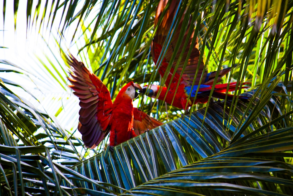 two red macaws on green leafed tree