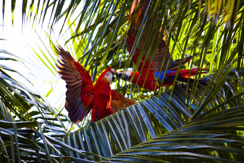 deux aras rouges sur un arbre à feuilles vertes