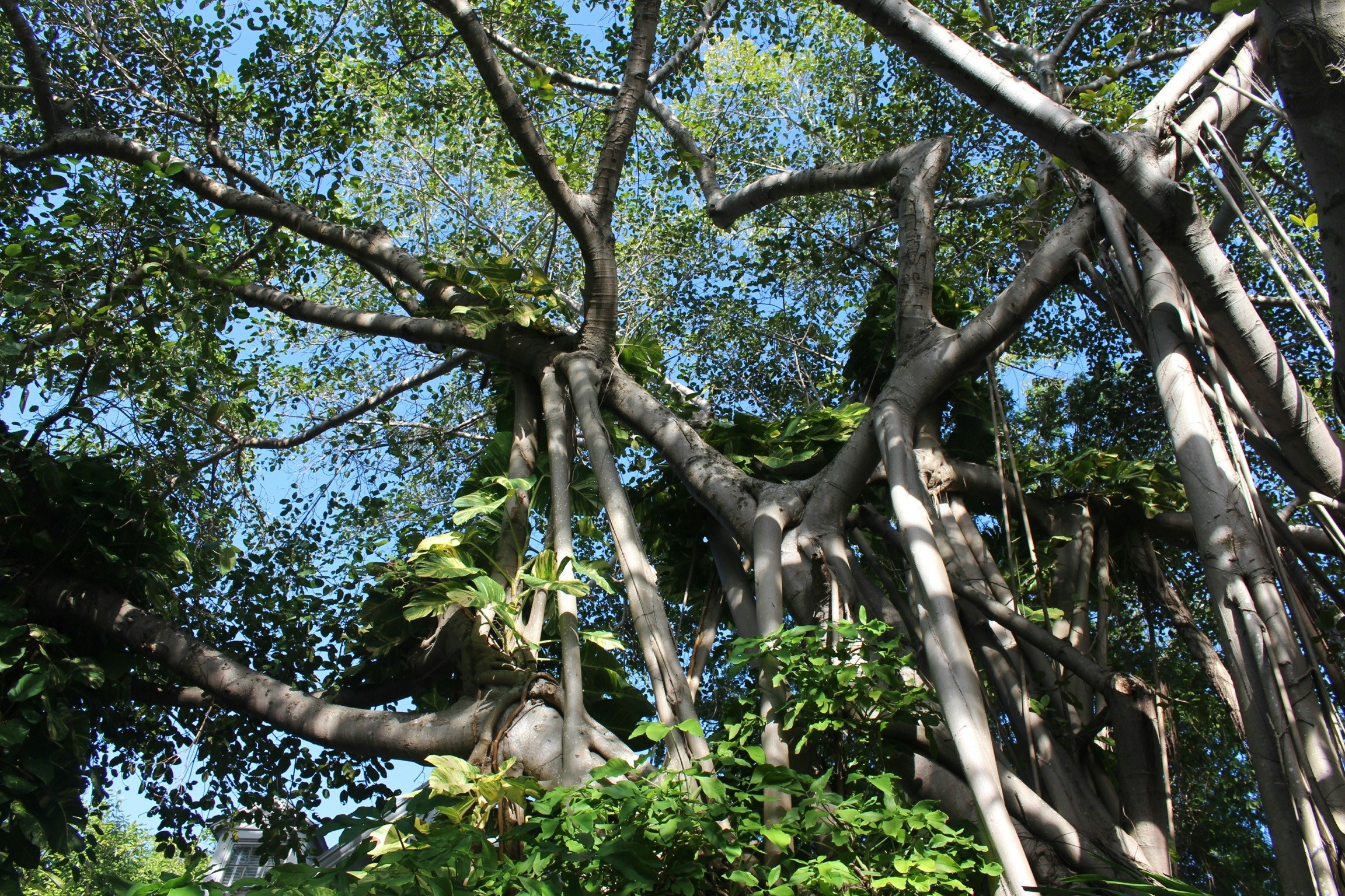 Free Unsplash photo from Maya Ilana